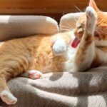 8 Things Your Cat Loves