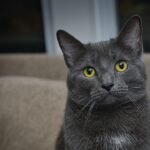 Low-Maintenance Cat Breeds for Seniors in Small Midwest Towns