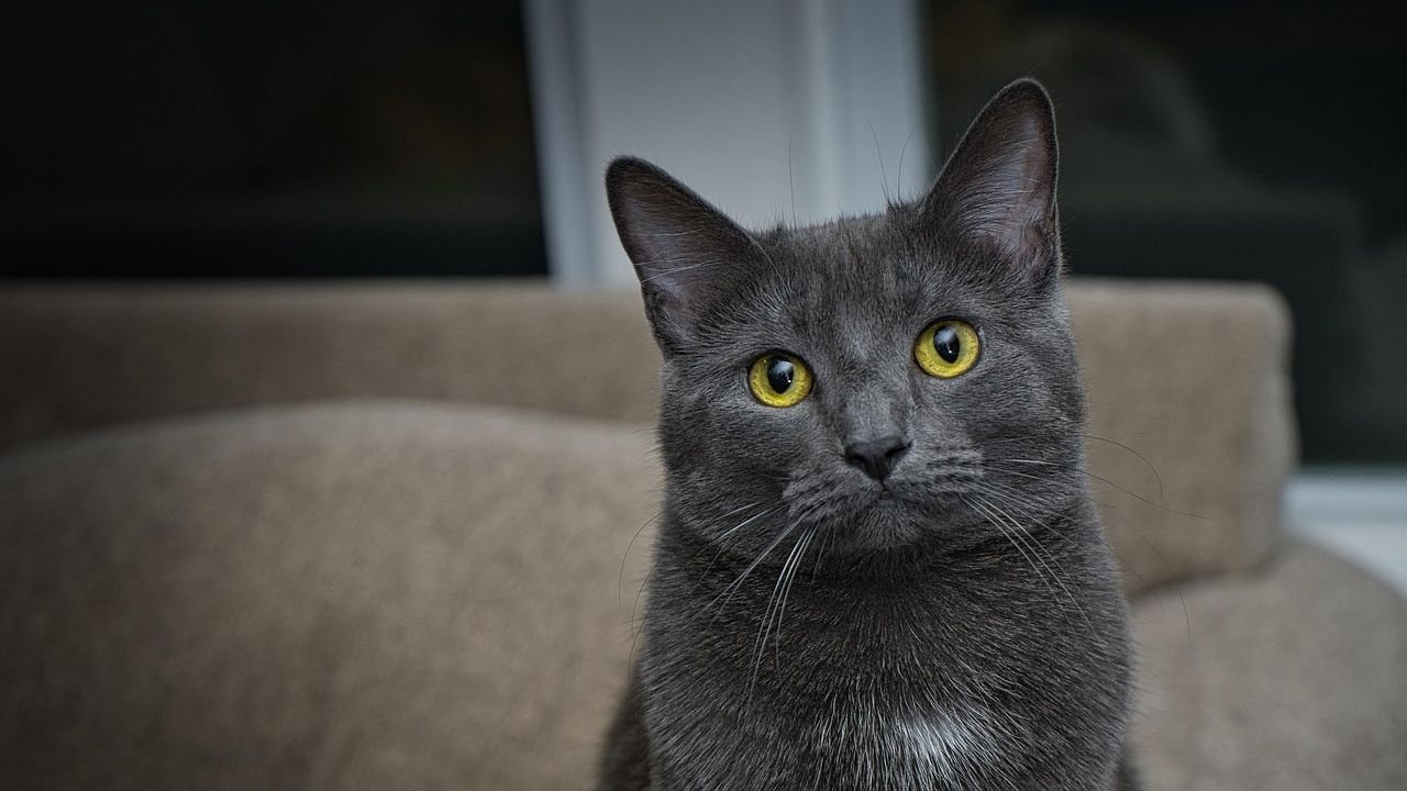 Low-Maintenance Cat Breeds for Seniors in Small Midwest Towns