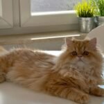 5 Best and 5 Worst Cat Breeds For Zodiac Sign Scorpio