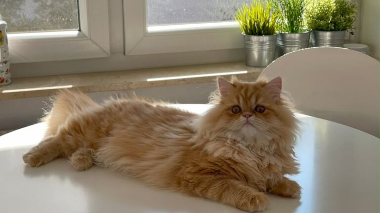5 Best and 5 Worst Cat Breeds For Zodiac Sign Scorpio