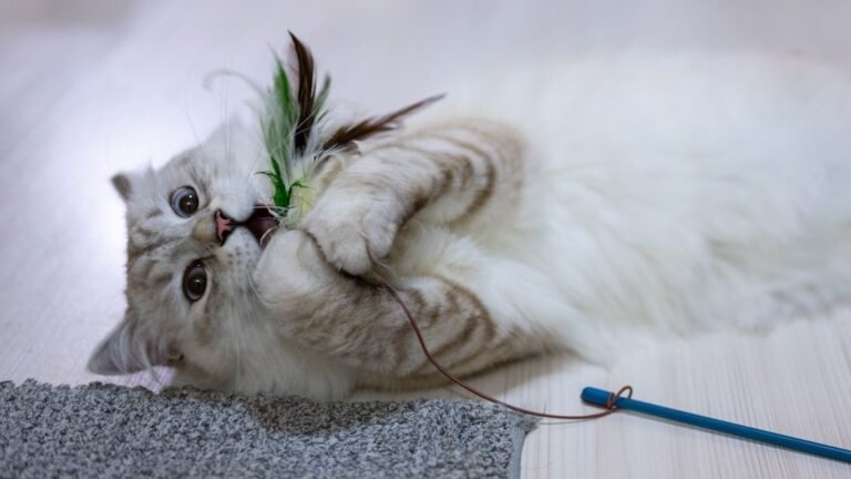 8 Things Your Cat Loves
