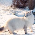 Best Cat Breeds for Cold Winters in Minnesota and the Upper Midwest
