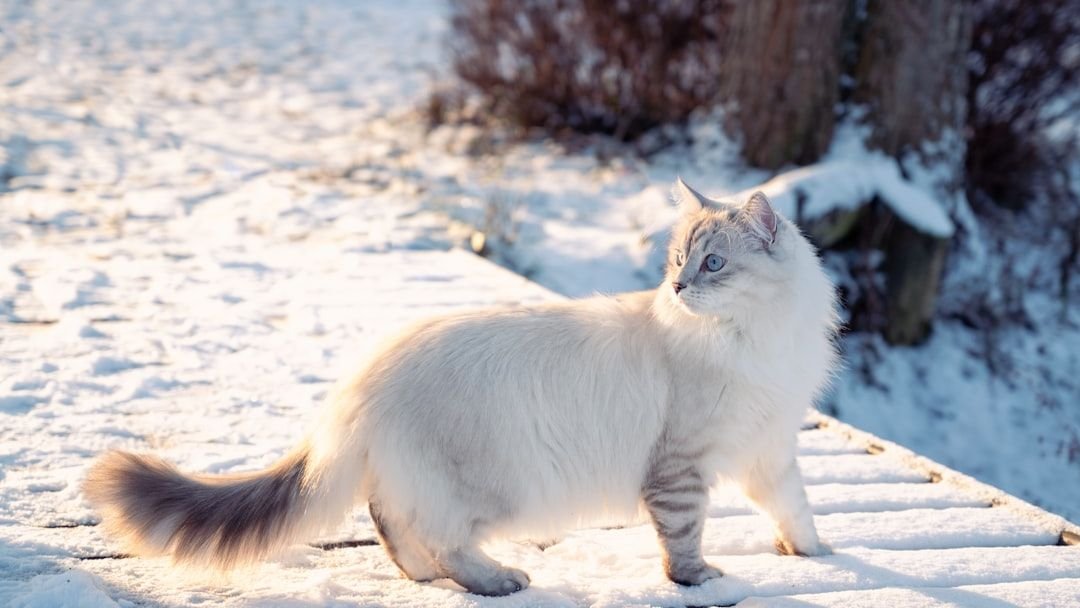 Best Cat Breeds for Cold Winters in Minnesota and the Upper Midwest