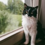 10 Things No One Tells You About Indoor Cats