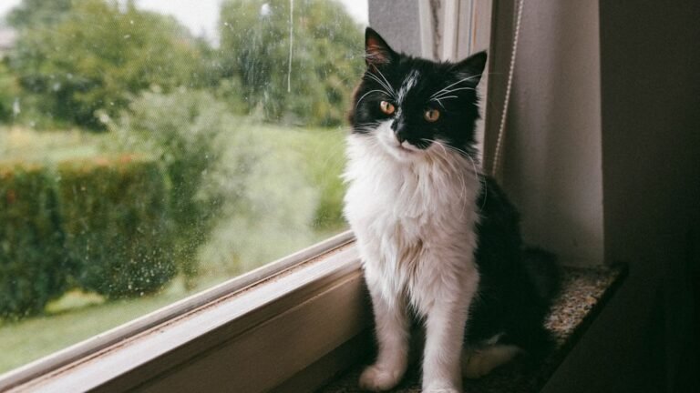 10 Things No One Tells You About Indoor Cats