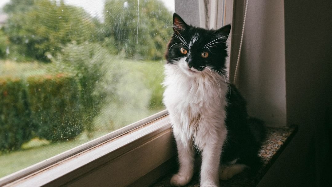 10 Things No One Tells You About Indoor Cats