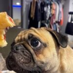 12 Dogs That Will Never Let You Eat Alone Again