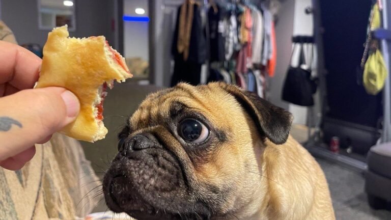 12 Dogs That Will Never Let You Eat Alone Again