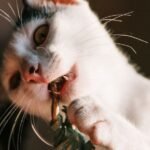 What If Your Cat's Quirky Habits Are Secret Health Clues?