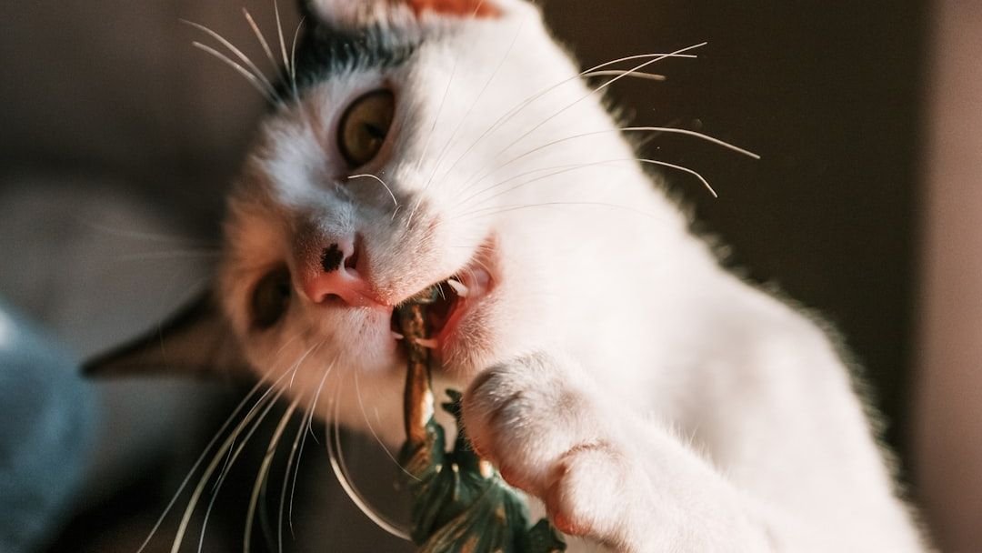What If Your Cat's Quirky Habits Are Secret Health Clues?
