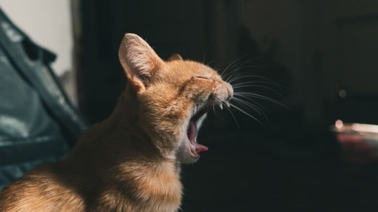Your Cat's Nightly Serenades: Is It a Cry for Attention or Something More?