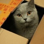 Your Cat's Obsession with Boxes Isn't Just Play; It's Instinct