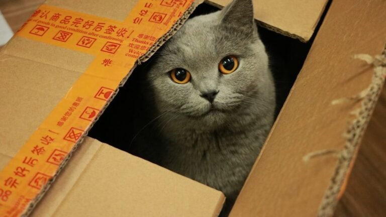 Your Cat's Obsession with Boxes Isn't Just Play; It's Instinct