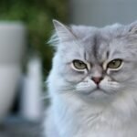 8 Ways to Tell If Your Cat Is Secretly Judging Your Choices