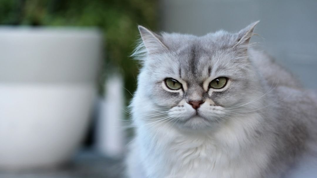8 Ways to Tell If Your Cat Is Secretly Judging Your Choices