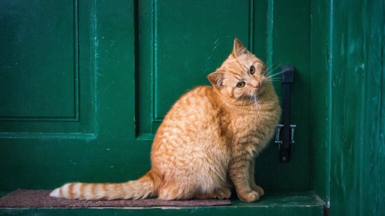 The Silent Language of Your Cat's Tail: What Every Wag Means