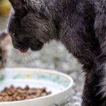 Are You Feeding Your Cat Wrong? Common Myths About Feline Diets