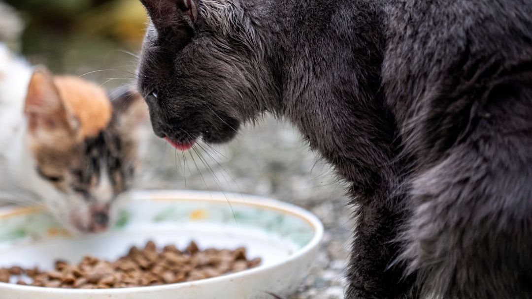 Are You Feeding Your Cat Wrong? Common Myths About Feline Diets
