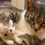 What If Your Cat's Favorite Toy Holds a Secret Meaning?
