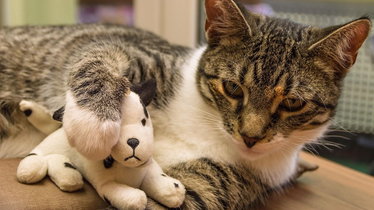 What If Your Cat's Favorite Toy Holds a Secret Meaning?