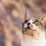 10 Signs Your Cat Is Actually a Secret Indoor Hunter