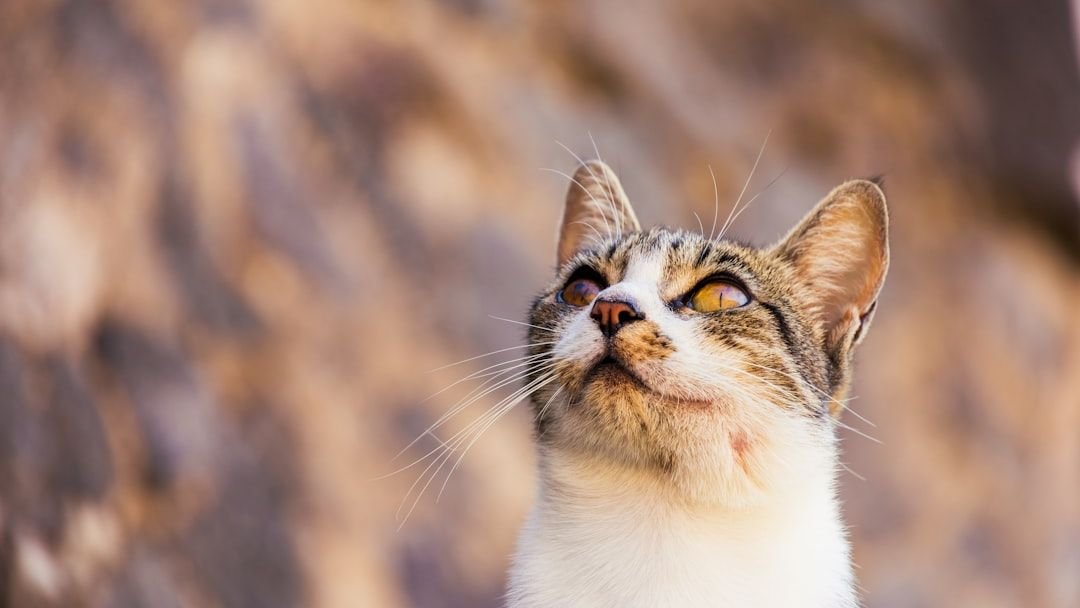 10 Signs Your Cat Is Actually a Secret Indoor Hunter