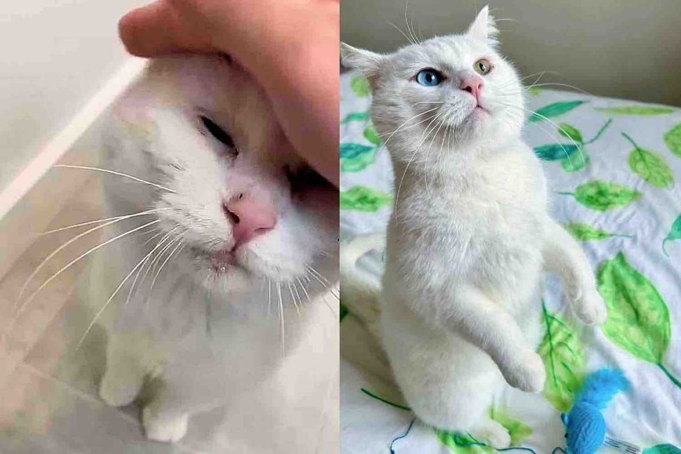 Cat Shows Up in a Garden and Sticks Around Until Kind Person Notices Him and Changes His Life