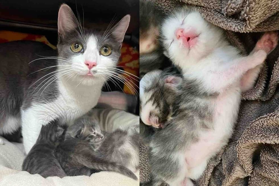 Cat Tries to Enter a Work Office, Within 48 Hours, She Has Three Kittens by Her Side