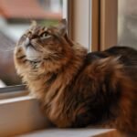 Your Cat's Obsession with Windows: More Than Just a View