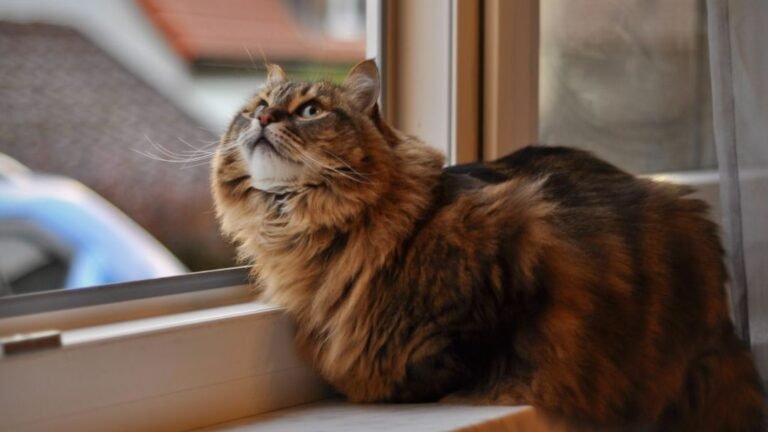 Your Cat's Obsession with Windows: More Than Just a View