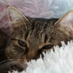 What If Your Cat's Purr Holds Surprising Health Benefits for You?