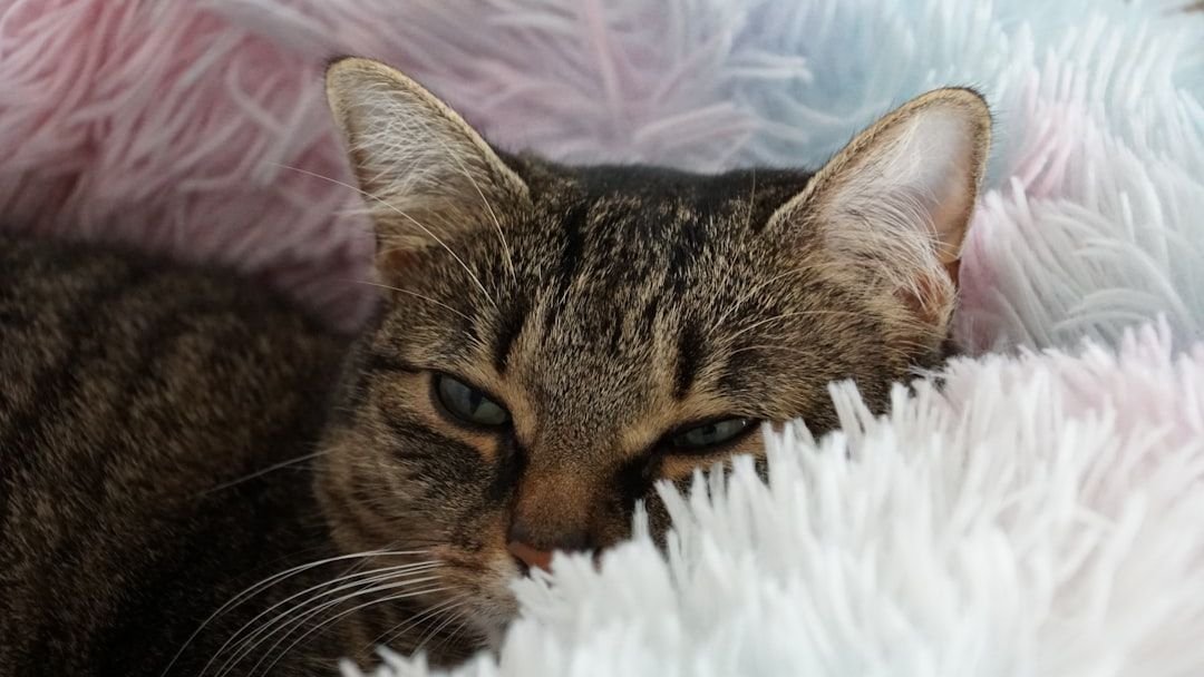 What If Your Cat's Purr Holds Surprising Health Benefits for You?