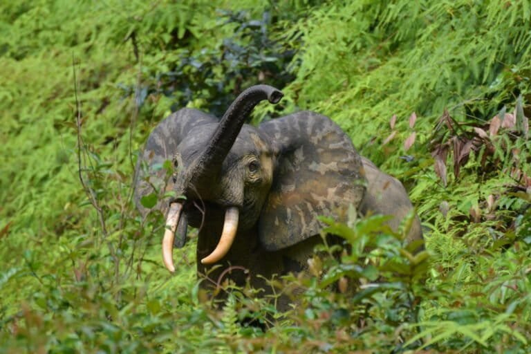 Poaching down but threats remain for forest elephants, recent population assessment finds