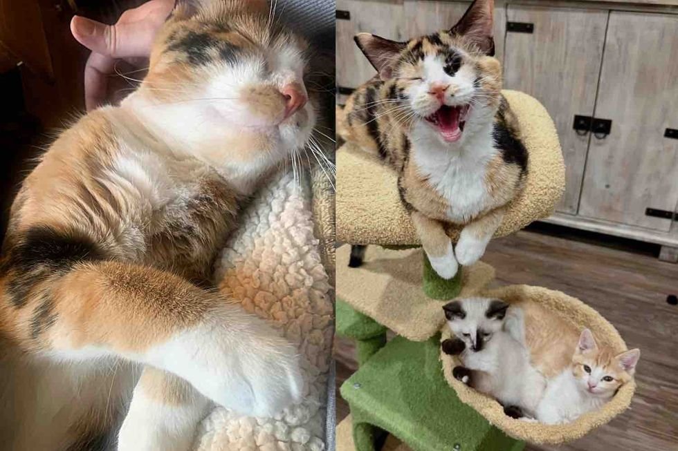 Cat Came to Shelter with 7 Kittens, Months Later She's Offering Same Love She Received to Everyone She Meets