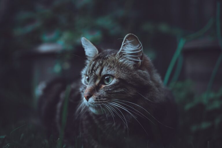 The Most Persistent Myths About Cats Explained