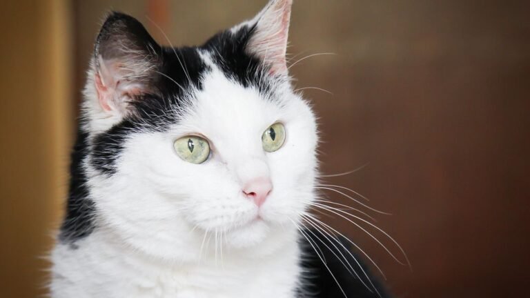 8 Cozy Habits That Prove Your Senior Cat Still Rules the Roost