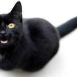 The Truth About Why Cats 'Talk' to Themselves