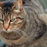What If Your Cat's 'Bad' Habits Are Actually Good for Them?