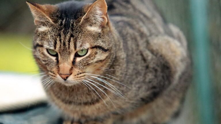 What If Your Cat's 'Bad' Habits Are Actually Good for Them?