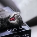 8 Mistakes Humans Make That Confuse Their Cats (and How to Fix Them)