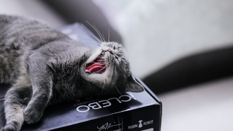 8 Mistakes Humans Make That Confuse Their Cats (and How to Fix Them)