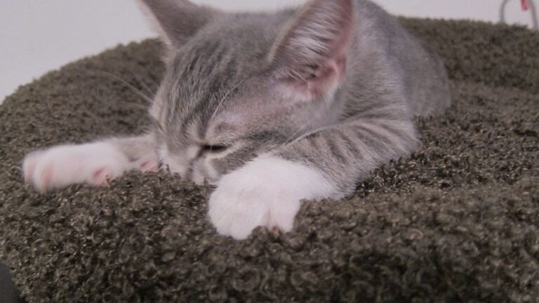 The Truth About Why Cats Knead: It's a Sign of Pure Bliss