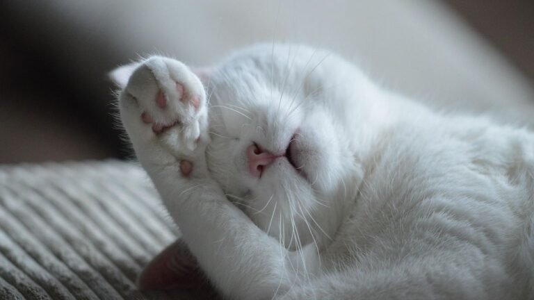 Why Your Cat Sleeps So Much: It's Not Just Laziness, It's Survival