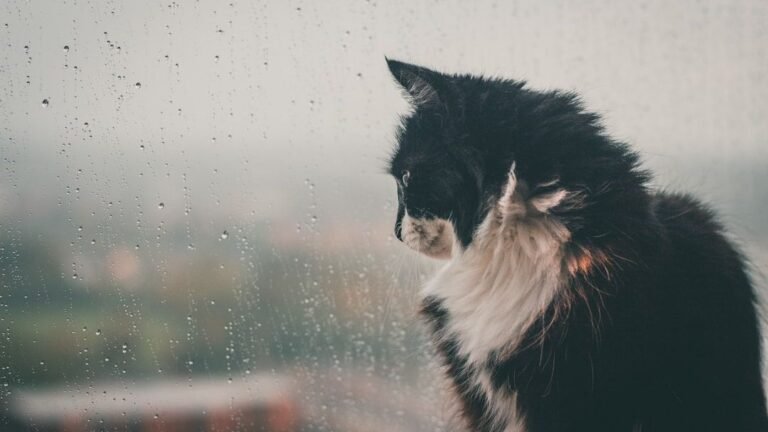 10 Ways Your Cat Is Secretly Protecting Your Home (You Just Don't Notice)