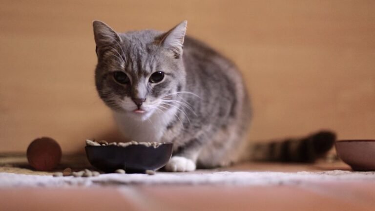 Are You Accidentally Making Your Cat a Picky Eater?