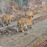 Camera traps in China capture first-ever footage of Amur tigress with five cubs