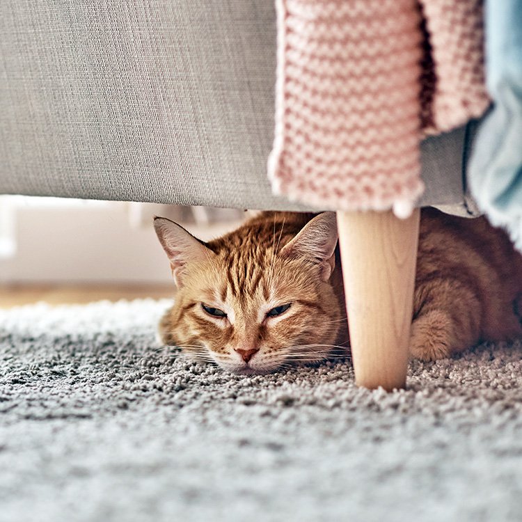 Do Cats Really ‘Hide’ Their Symptoms When They Are Sick?