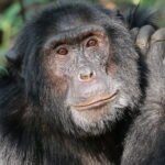 Chimpanzees and gorillas among most traded African primates, report finds