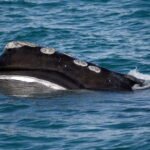 North Atlantic right whale birth rate is up but extinction still looms